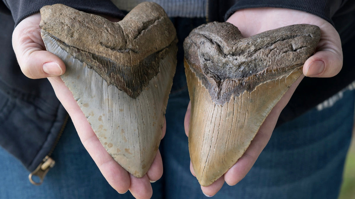 Megalodon Shark Teeth