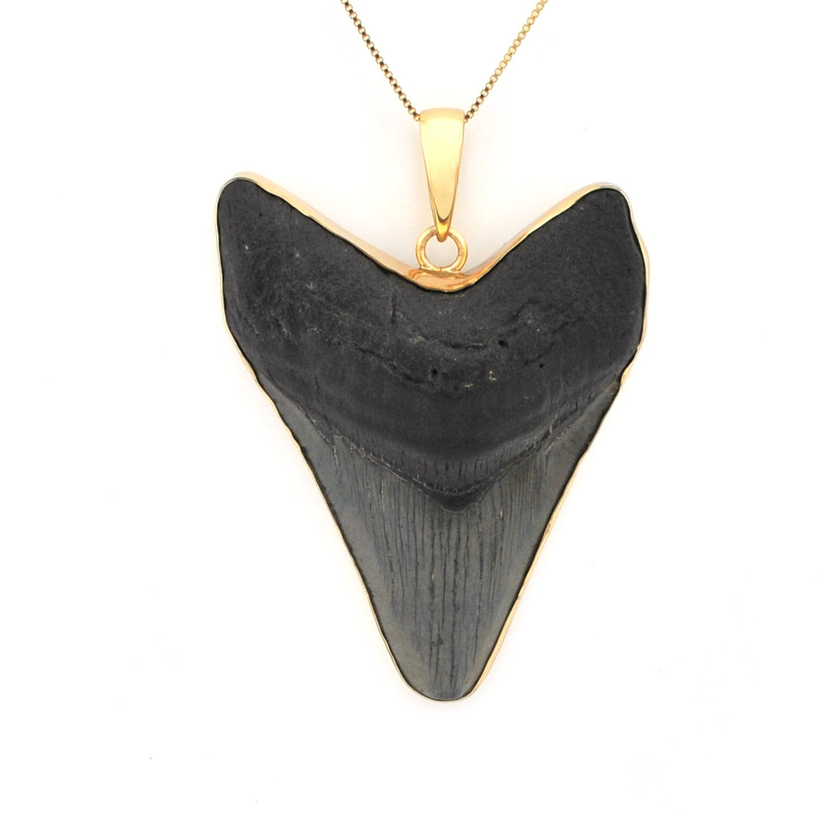 Alternate View Megalodon Shark Tooth 3.875" Pendant