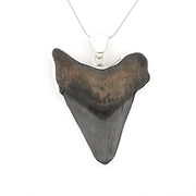 Fossilized shark tooth pendant on a white background