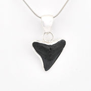 Black shark tooth pendant on a silver chain against a white background