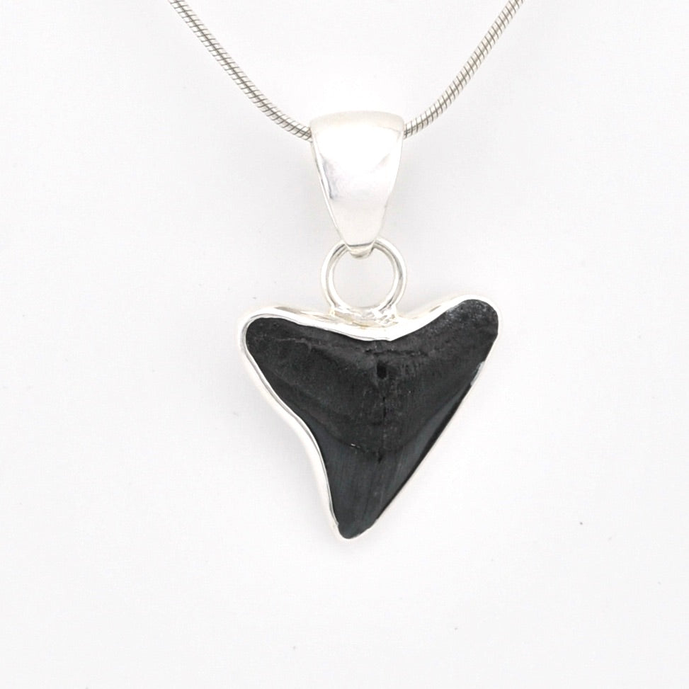 Black shark tooth pendant on a silver chain against a white background