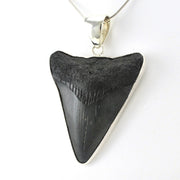 Sterling Silver Fossil Shark Tooth Pendant