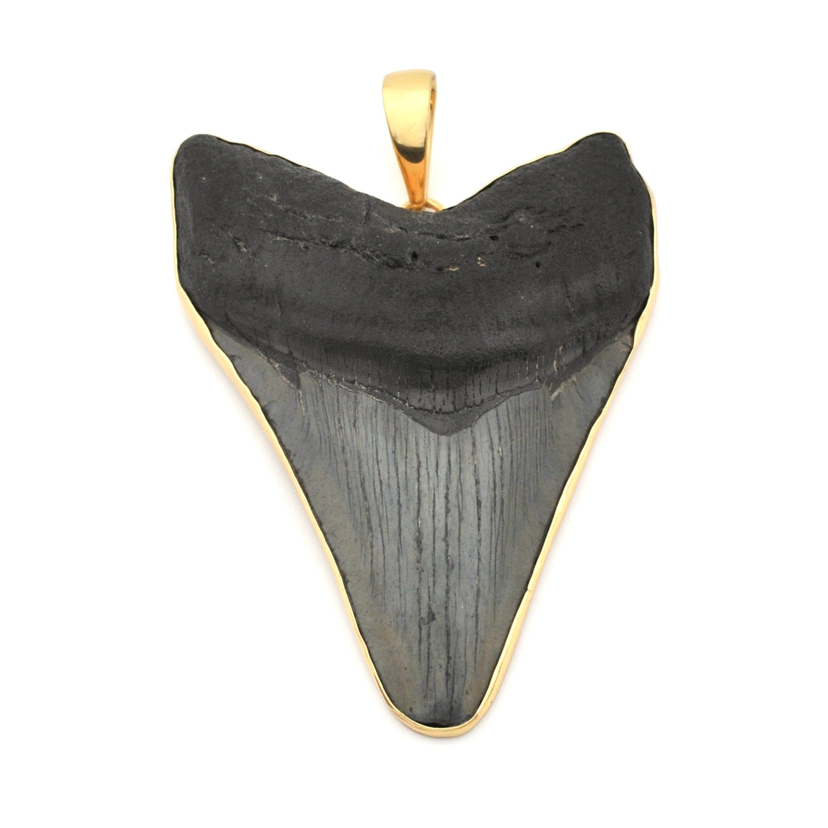 Megalodon Shark Tooth 3.875" Pendant