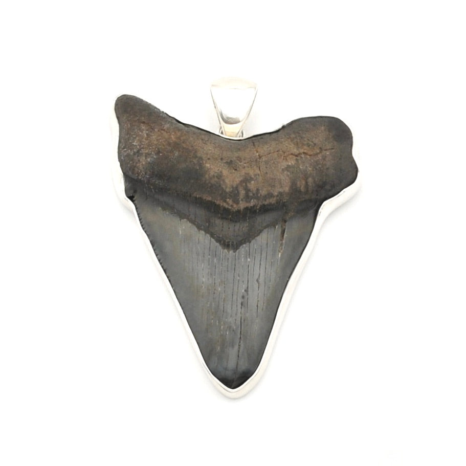 Fossilized shark tooth pendant on a white background