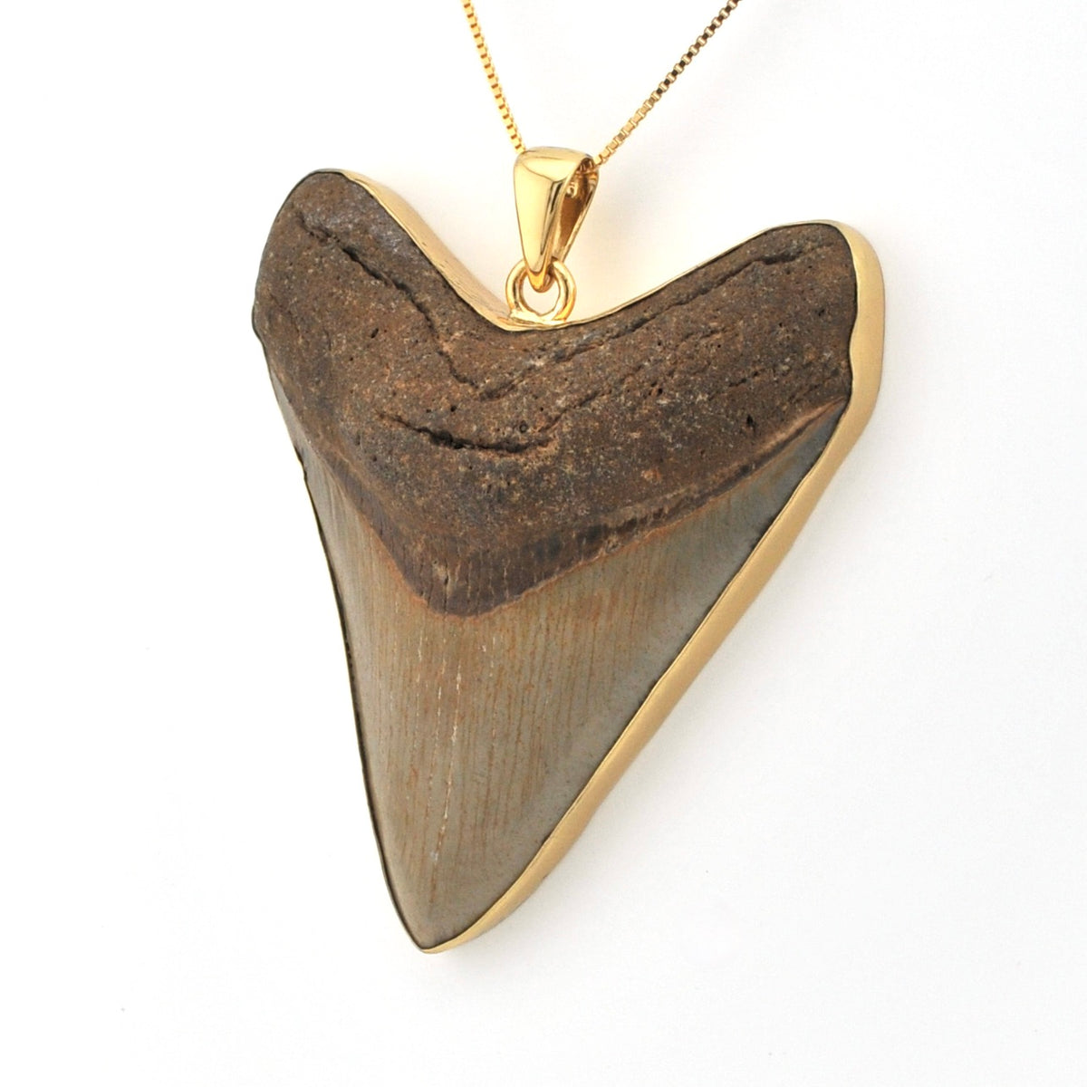 Fossilized shark tooth pendant with gold setting on a white background