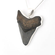 Fossilized shark tooth pendant on a white background