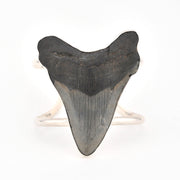 Fossilized shark tooth on a white background