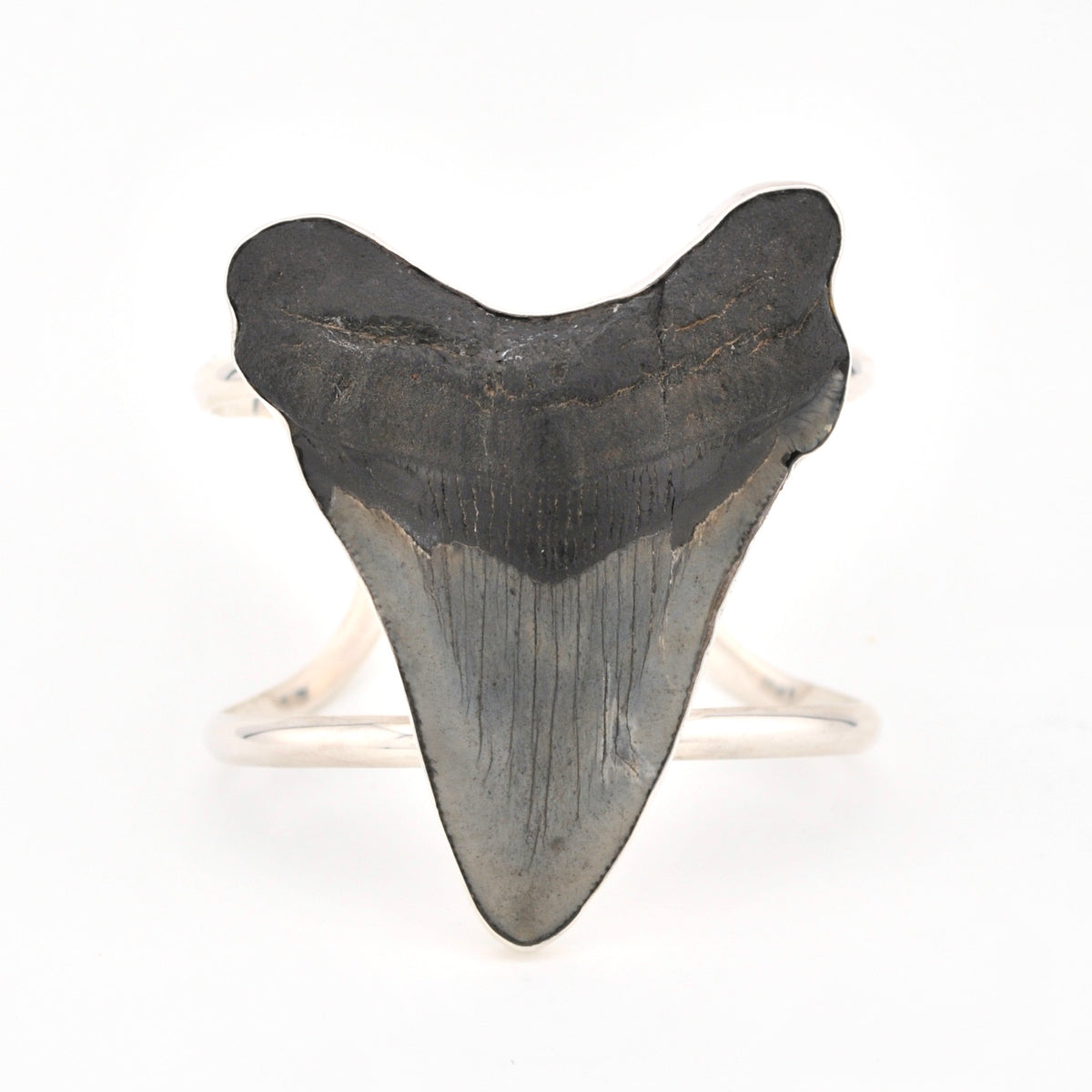 Fossilized shark tooth on a white background