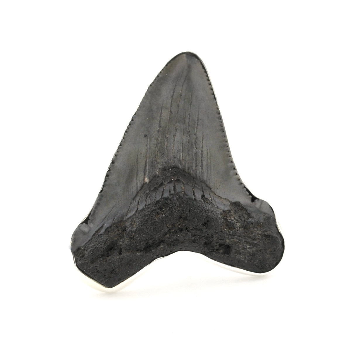 Fossilized shark tooth on a white background