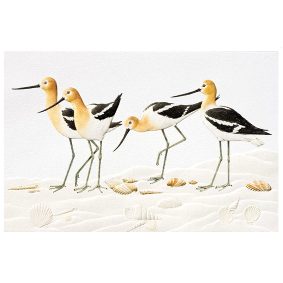 Avocets Birthday Card
